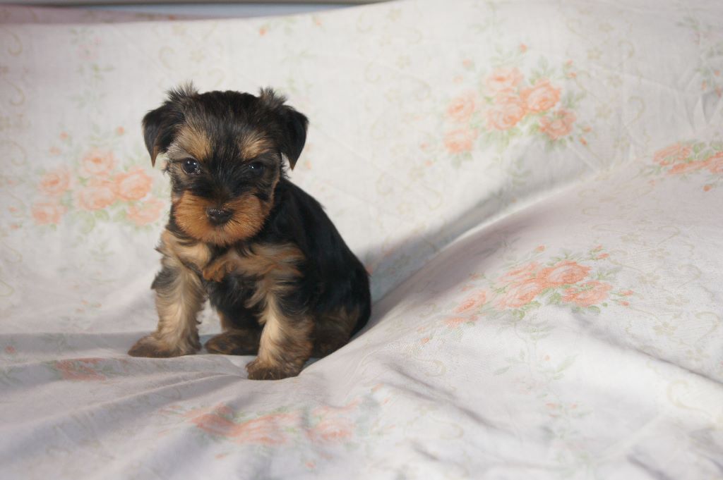 Des Diamants Noirs Et Or - Yorkshire Terrier - Portée née le 13/11/2017